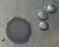 water bacteria water bacteria